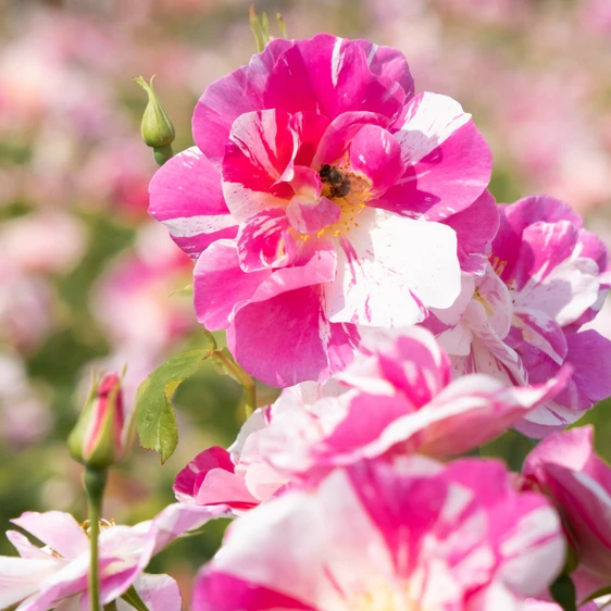 Image Credit: David Austin Roses
