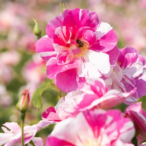 Image Credit: David Austin Roses