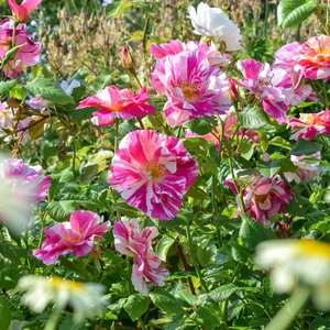 Image Credit: David Austin Roses