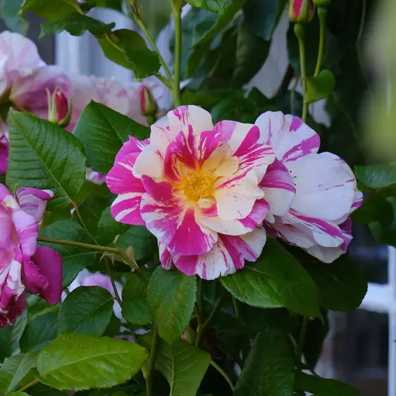 Image Credit: David Austin Roses