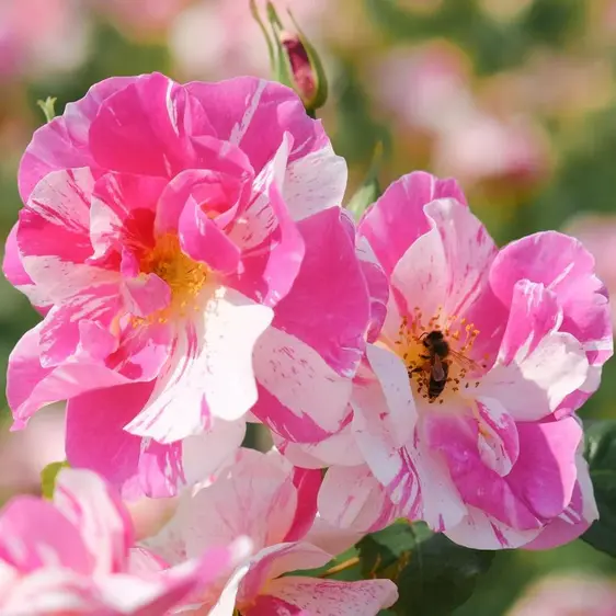 Image Credit: David Austin Roses