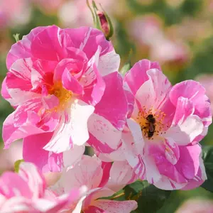 Image Credit: David Austin Roses