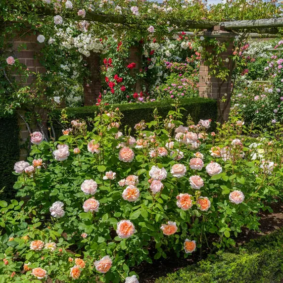 Image Credit: David Austin Roses