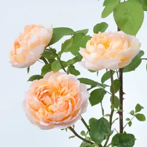 Image Credit: David Austin Roses