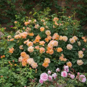 Picture Credit - David Austin Roses