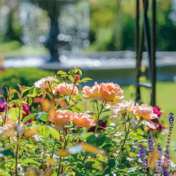 Image Credit: David Austin Roses