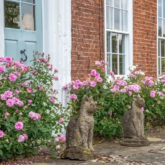 Picture Credit - David Austin® Roses