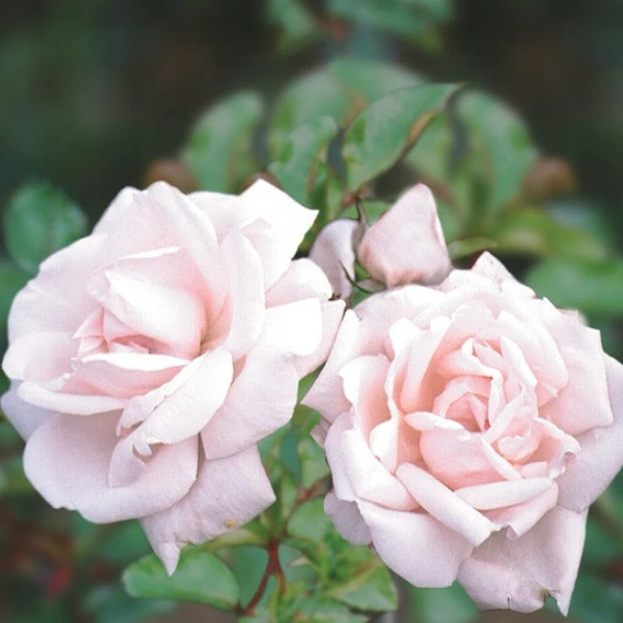 Image Credit - Henry Street Nursery©