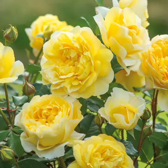 Image Credit: David Austin Roses