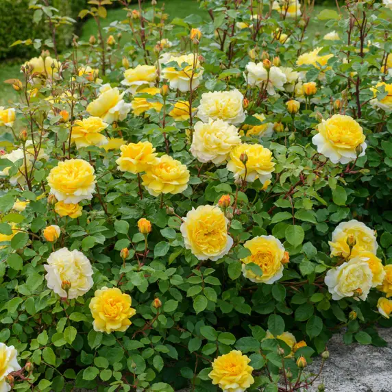 Image Credit: David Austin Roses