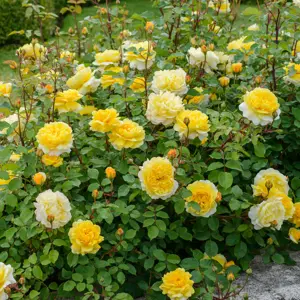 Image Credit: David Austin Roses