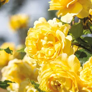 Image Credit: David Austin Roses
