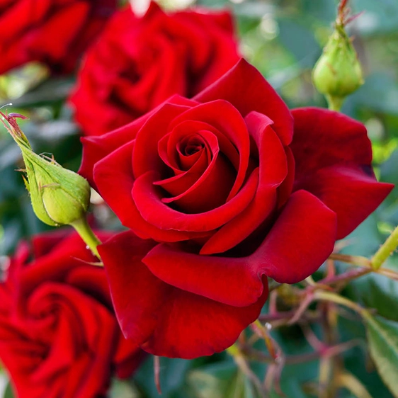 Image Credit - Harkness Roses©