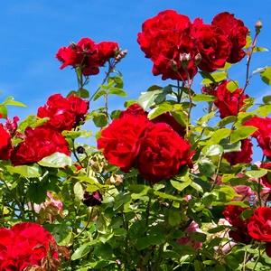 Image Credit - Harkness Roses©