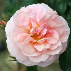 Rose 'The Wren' - FL