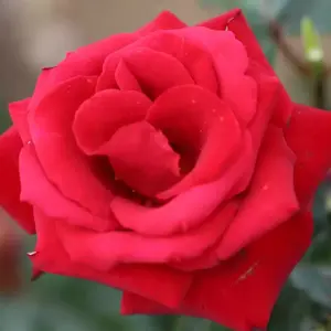 Rose 'Thinking Of You' - HT 4L