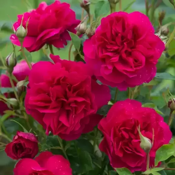 Picture Credit - David Austin® Roses