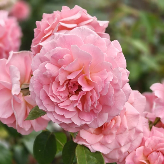 Rose 'Tickled Pink' - FL 4L