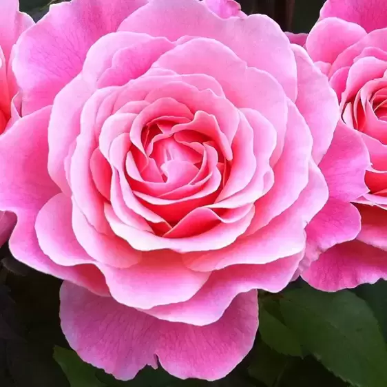 Rose 'Tickled Pink' - FL 4L