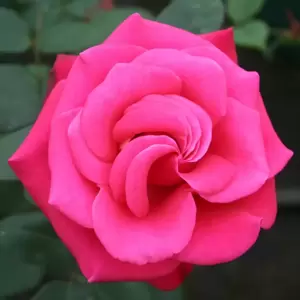 Rose 'Timeless Charisma' - HT