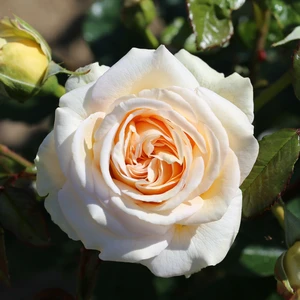 Rose 'Timeless Cream' - HT