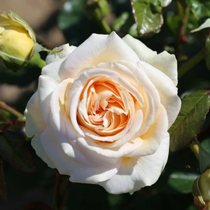 Rose 'Timeless Cream' - HT - image 1