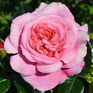 Rose 'Timeless Pink' - HT