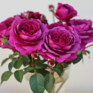 Rose 'Timeless Purple' - HT - image 2