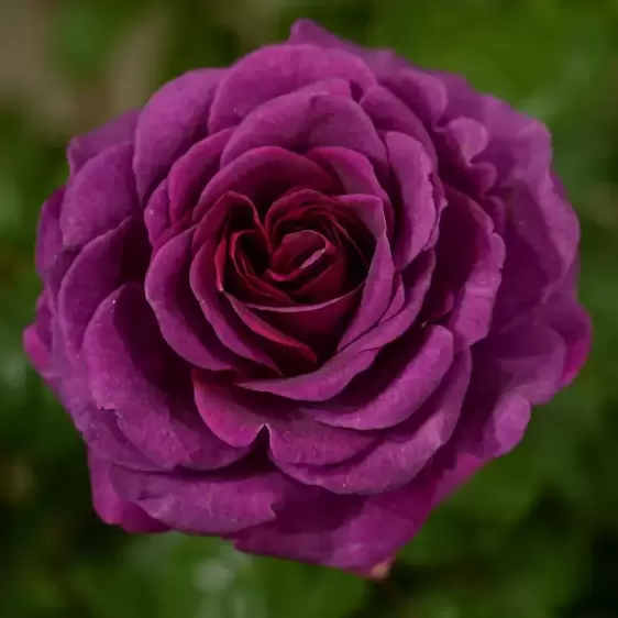 Rose 'Timeless Purple' - HT - image 3