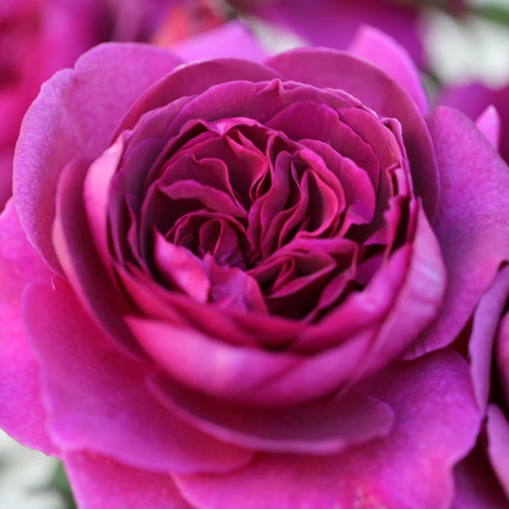 Rose 'Timeless Purple' - HT - image 1