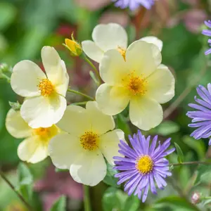 Image Credit: David Austin® Roses