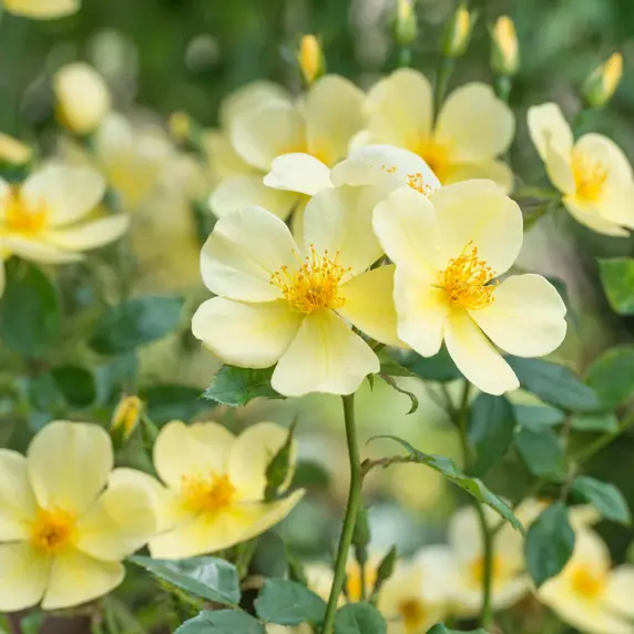 Image Credit: David Austin® Roses