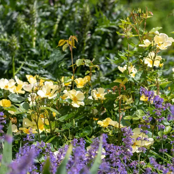 Image Credit: David Austin® Roses