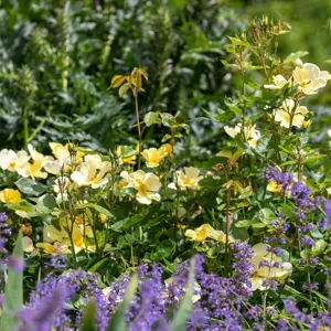 Image Credit: David Austin® Roses