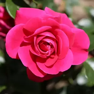 Rose 'Truly Loved' - FL