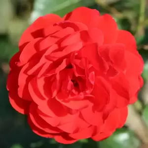 Rose 'Trumpeter' - FL