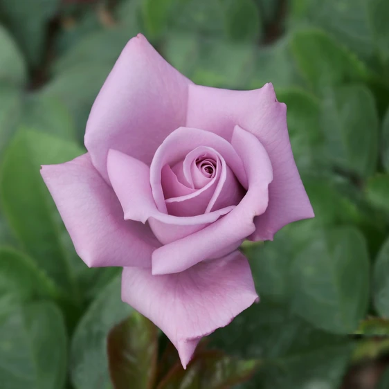 Image Credit - Henry Street Nursery©