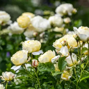 Image Credit: David Austin® Roses