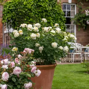 Image Credit: David Austin® Roses