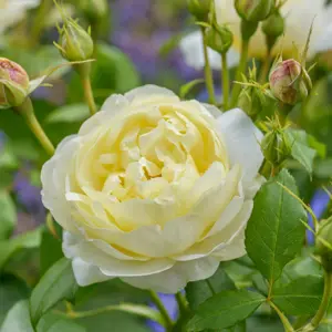 Image Credit: David Austin® Roses