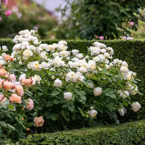 Image Credit: David Austin® Roses