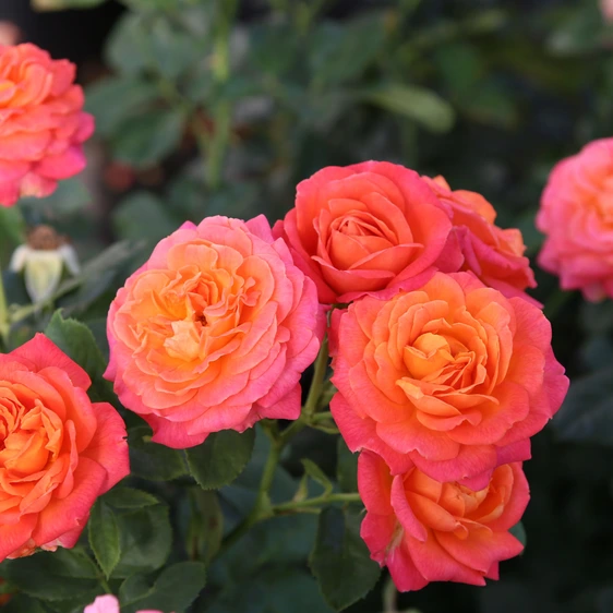 Rose 'Volcano' - HT