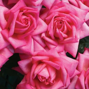 Picture - Kordes Roses