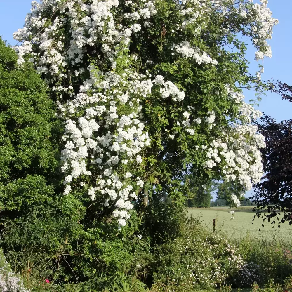Rose 'Wedding Day' - RAM - Cowell's Garden Centre | Woolsington