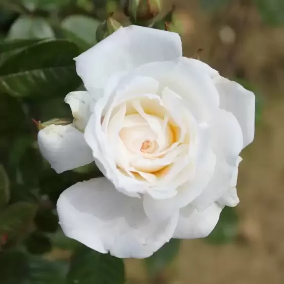 Rose 'White Patio' - PAT