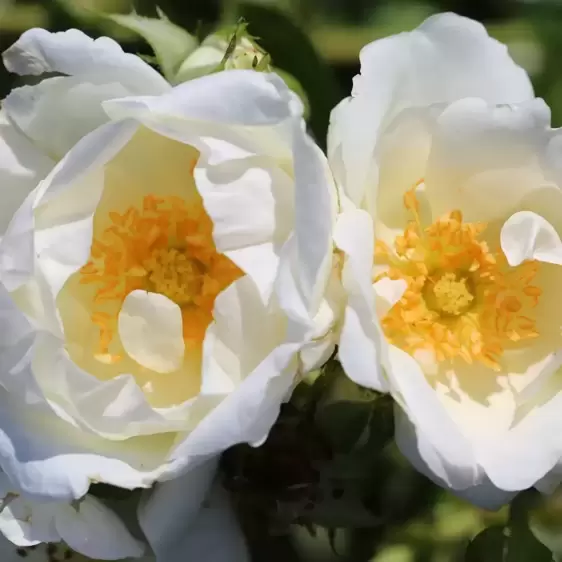 Rose 'White Star' - CLM