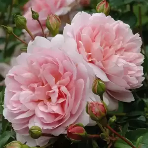 Rose 'Wildeve' - SH - image 7