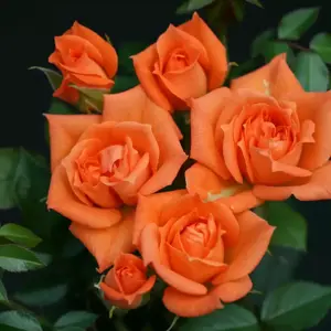 Rose 'Wildfire' - PAT