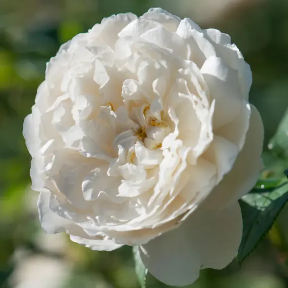 Image Credit: David Austin® Roses