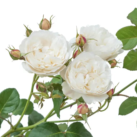 Image Credit: David Austin® Roses